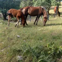 فروش مادیان با کره ماده کره ۴ ماهه میباشد
