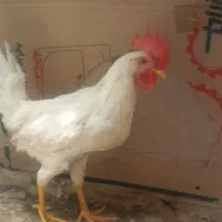خروس