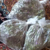 چای کوهی