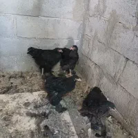 نیمچه برهمایه بلک
