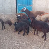 گوسفند میش شیشک بره دار