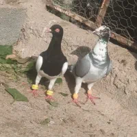 کفتر کبوتر
