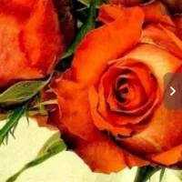 تور گردشی گلاب گیری کاشان