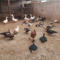 فروش نروماده اردک و قوغاز