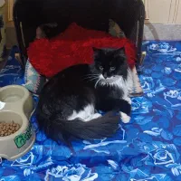 واگذاری گربه نر