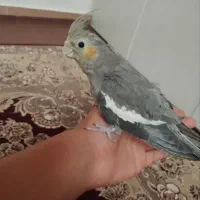 عروس هلندی