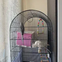 جفت نره ماده عروس