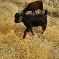 کهره نر