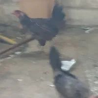 ۳عدد مرغ  تخم گزار  توافقی