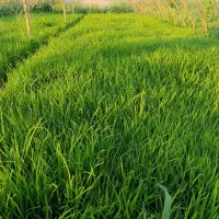 بذر شالی|گل و گیاه طبیعی|آزادشهر, |دیوار