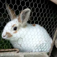 خرگوش نر بالغ