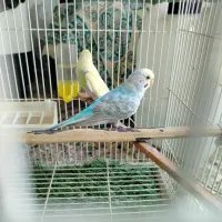 مرغ عشق رینبو