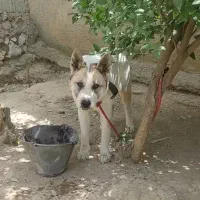 سگ نگهبان