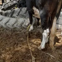 جلب سمیتال اصلی یک ساله بفروش میرسد