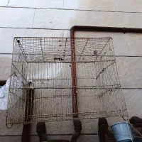 قفس