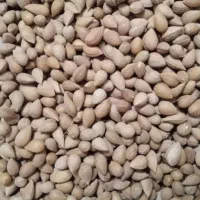 الوک .بادام کوهی