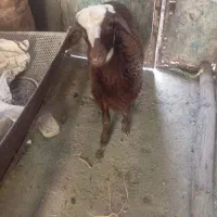 بره‌نر‌ناز‌عروسک