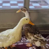 فروش تخم اردک نطفه دار