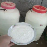 دوغ گوسفند برای درست کردن  ترخینه