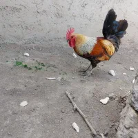 تخم نطفه دار لری