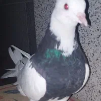 کبوتر طوقی