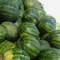 نیرو خانم