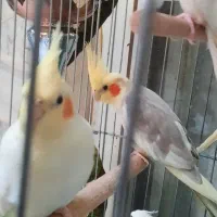 ۱۰ عدد عروس هلندی