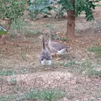 دو عدد غاز