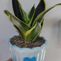 سانسوریا مینیاتوری