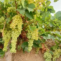 انگور بیدانه سفید