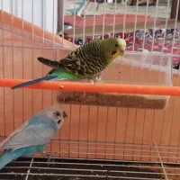 یک جفت مرغ عشق