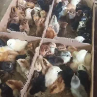 جوجه رسمی چکی و نقدی