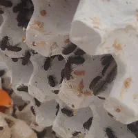 سوسک میلورم