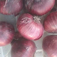 پیاز قرمز