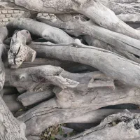 فروش چوب خشک بلوط