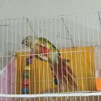 گرنچیک سالم خوب دستی تعیین جنسیت نشده