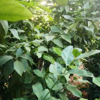 نهال انواع مرکبات، پرتقال، نارنگی، لیمو، لیمو ترش