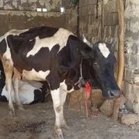 گاو