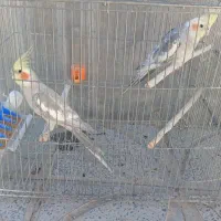 عروس هلندی