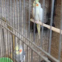 پرنده عروس هلندی