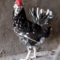 مرغ وخروس گلین