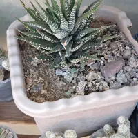 گل گیاه و کاکتوس و ساکولت