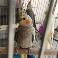 عروس هلندی و طوطی برزیلی