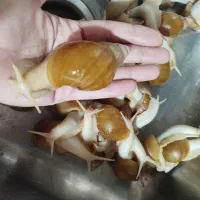 حلزون آچاتینا رایگان