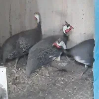 مرغ شاخدار گینه ای