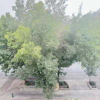 اشراق شمالی ۱۰۵ متر‌ ویو دار