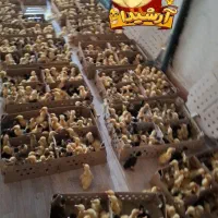 انواع جوجه اردک ومرغ یکروزه متفاوت را ازما بخواهید