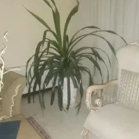 گل پاندانوس مادر