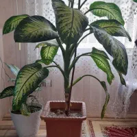گل دیفن باخیا  گل
