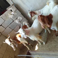 چهارتا کهره نر